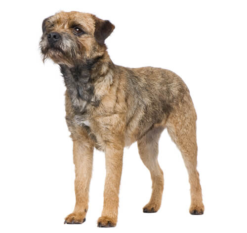 Border 2024 terrier origin